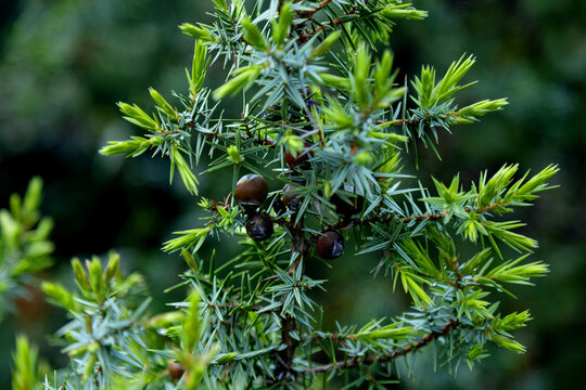 Close-up of juniper branch with berries in spring light