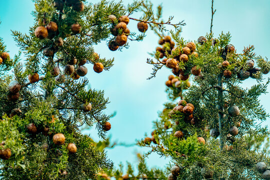 Spring conifer branches with cones against blue sky
