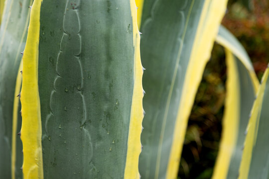 Close-up of coastal agave leaves with dew in nature