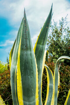 Coastal agave plant against blue sky in sea landscape
