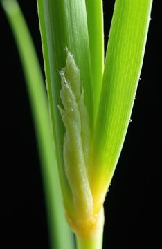 Reed canary grass stem closeup showing ligule and leaf sheath detail. Green plant structure with yellow base against dark background. Focus on botanical macro elements.
