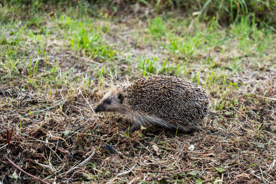 Hedgehog foraging on dry grass in natural habitat
