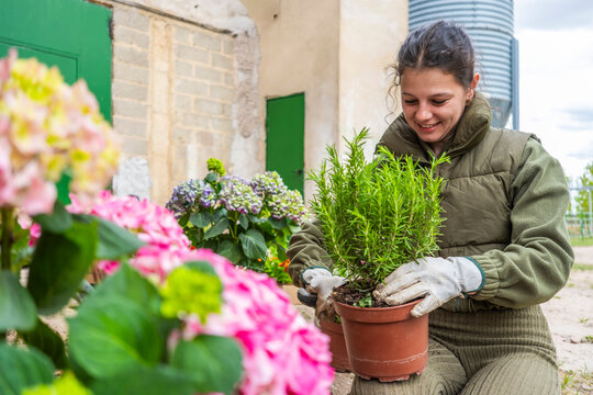 Woman potting rosemary in spring garden with flowers