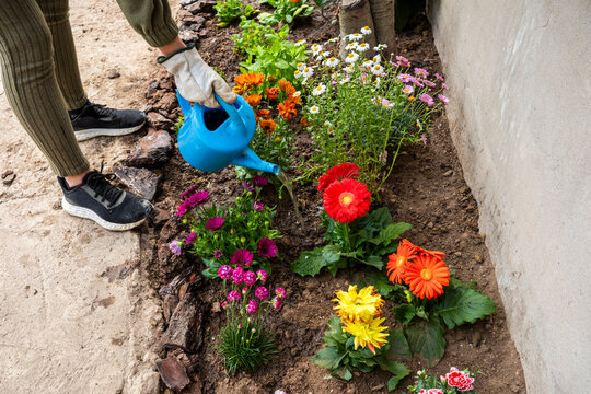 Woman watering spring flowers in a garden flowerbed