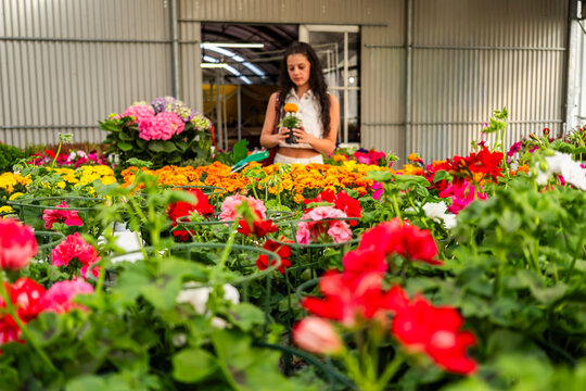 Woman exploring vibrant spring flowers in garden center
