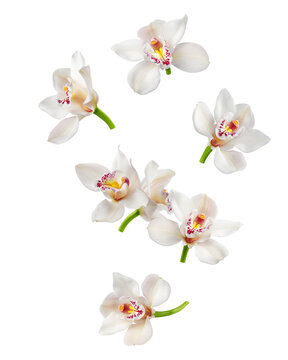 Falling Orchid flower, isolated, full depth of field
