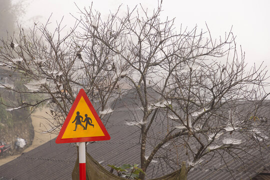 Spider webs on bare tree branches in foggy Sapa