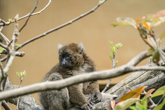 Serene lemur resting on a tree branch
