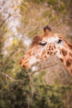 Giraffe in serene natural habitat with blurred trees