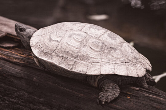 Turtle resting on a log in natural habitat