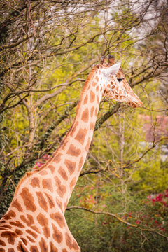 Giraffe gracefully standing amidst nature's backdrop