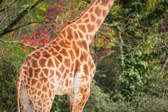 Giraffe in a natural setting with vibrant foliage