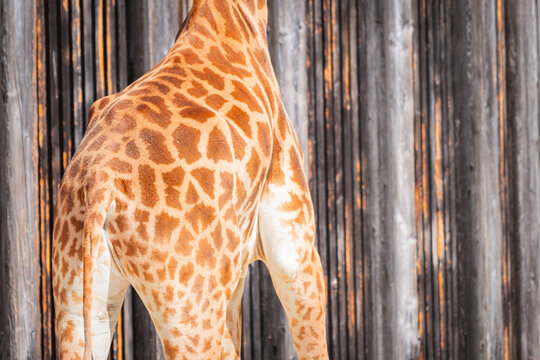 Giraffe's unique pattern against wooden background