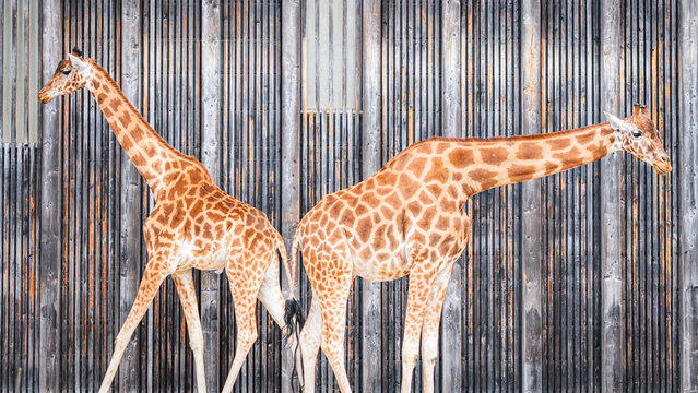 Giraffes standing gracefully against a wooden fence