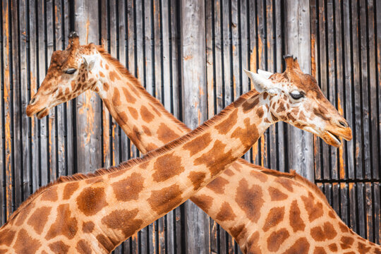 Giraffes with intertwined necks in a wooden enclosure