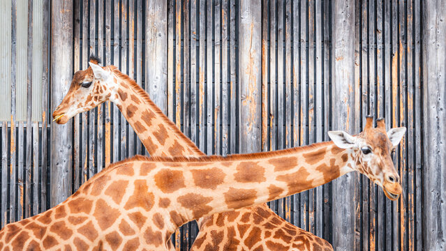 Giraffes standing against a rustic wooden wall
