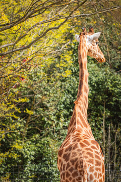 Giraffe standing amidst vibrant green foliage