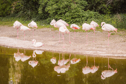 Flamingos resting by a tranquil pond with reflections