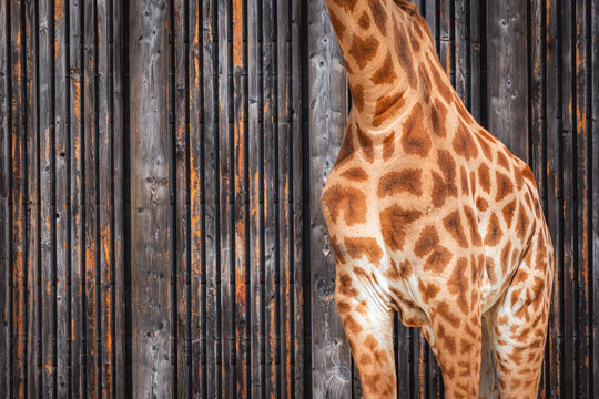 Giraffe body against a wooden fence backdrop