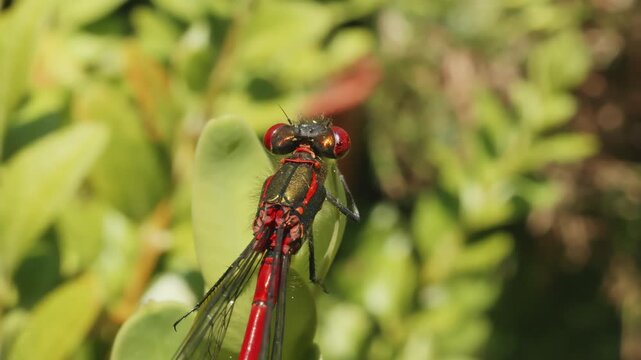 Crimson red damsel fly resting macro close up stock footage