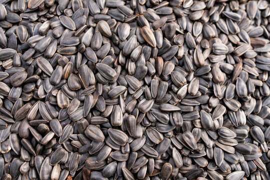 Close-up texture of sunflower seed background pattern