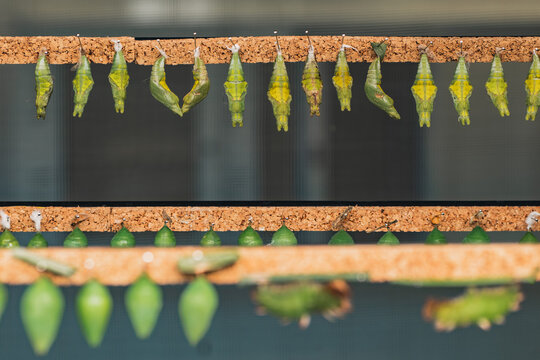 Butterfly chrysalises and emerging butterflies in order
