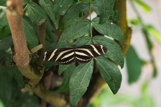 Zebra long wing butterfly resting on Green leaf closeup