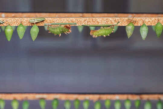 Butterfly chrysalises hanging in a row during metamorphosis