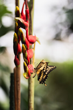 Striped skipper butterfly perched on tropical flower bud