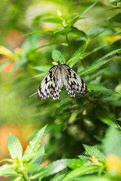 Paper kite butterfly resting on green leaves in sunlight