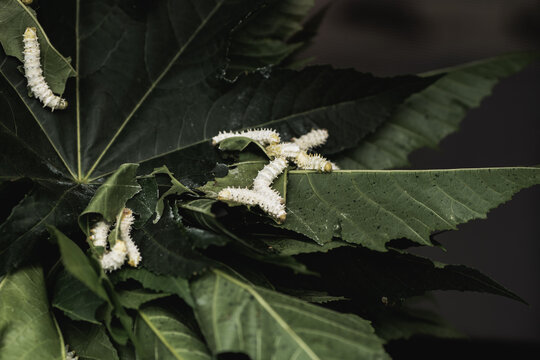 White butterfly caterpillar on green leaf in nature macro