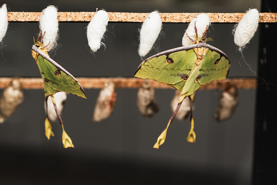 Butterfly chrysalises and caterpillar on green leaves