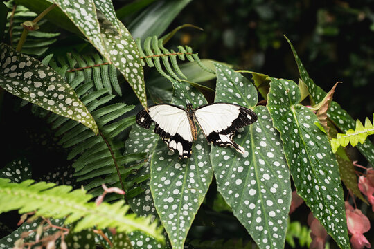 White butterfly resting on spotted tropical leaves