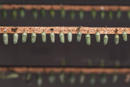 Green butterfly pupae lined up on cork strip, closeup