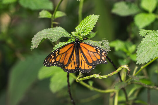Monarch butterfly resting on green foliage in garden