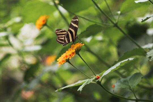 Striped butterfly on orange lantana in green garden