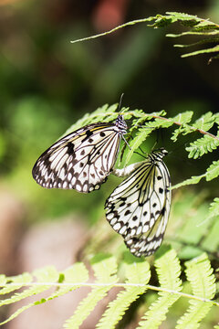 Paper kite butterflies resting on fern leaves in sunlight