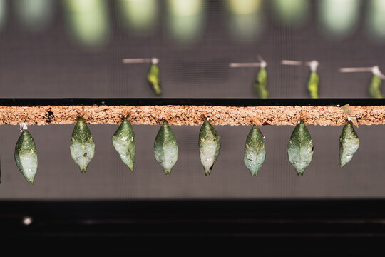 Green butterfly chrysalises hanging in a row on cork