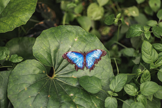 Blue morpho butterfly resting on green leaf in nature