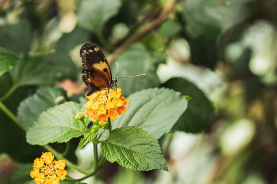 Butterfly feeding on lantana flower in tropical garden