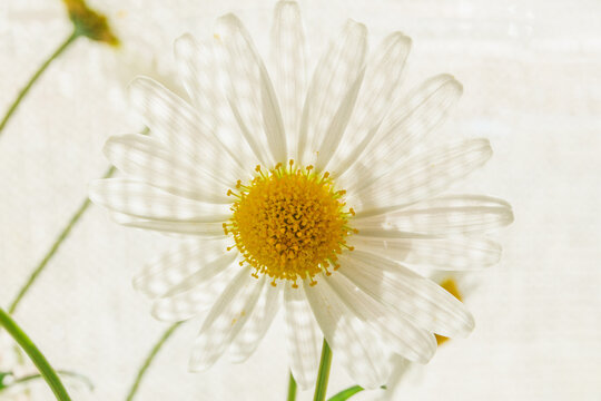Close-up of a daisy with artistic light play