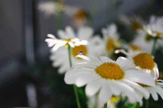 Dew drop on white daisy petal in natural sunlight