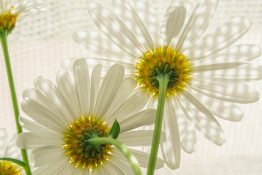 White daisies with sunlight and artistic shadows