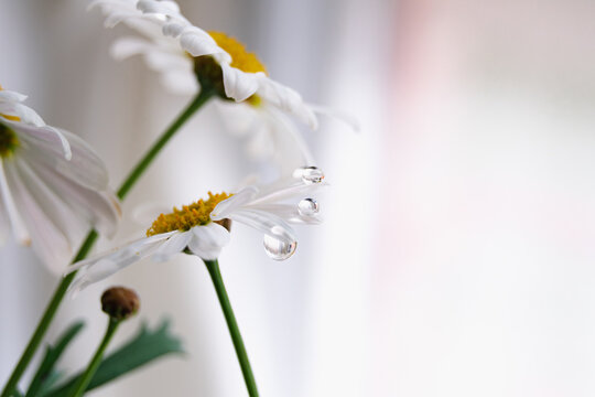 Dewdrops on delicate white petals of blooming daisies