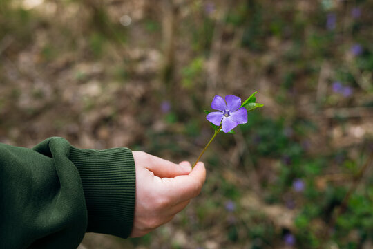 Man holding violet wildflower in forest with soft bokeh