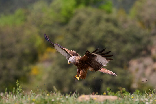 Red kite gliding over Pyrenees foothills in spring light