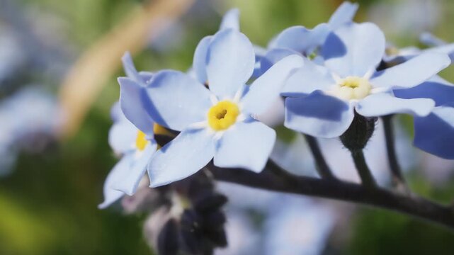 Blue forget me not Myosotis flower close up slow motion stock footage