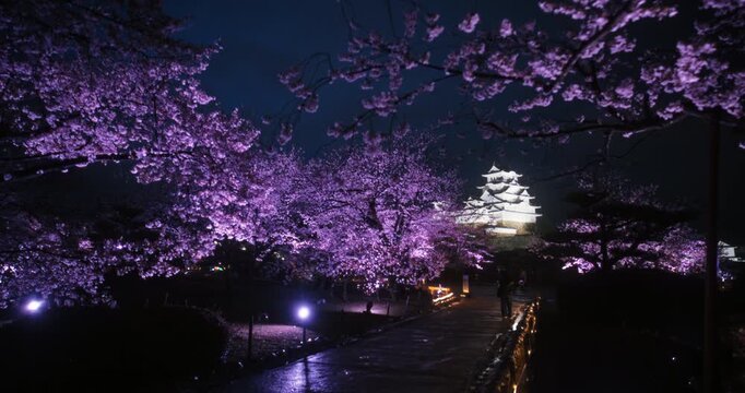 Tilt shot down from spring cherry blossoms to bridge and distant ancient Himeji castle - wide shot