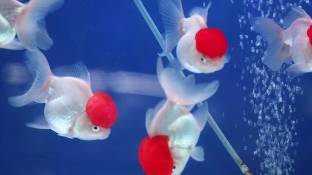 Close Up Shot of Oranda Goldfish with Red Caps (Red Cap Oranda Goldfish) Swimming inside a Glass Aquarium Tank with a Blue Background