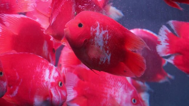 School of Blood Red Parrot Cichlid Fish Swimming in an Aquarium